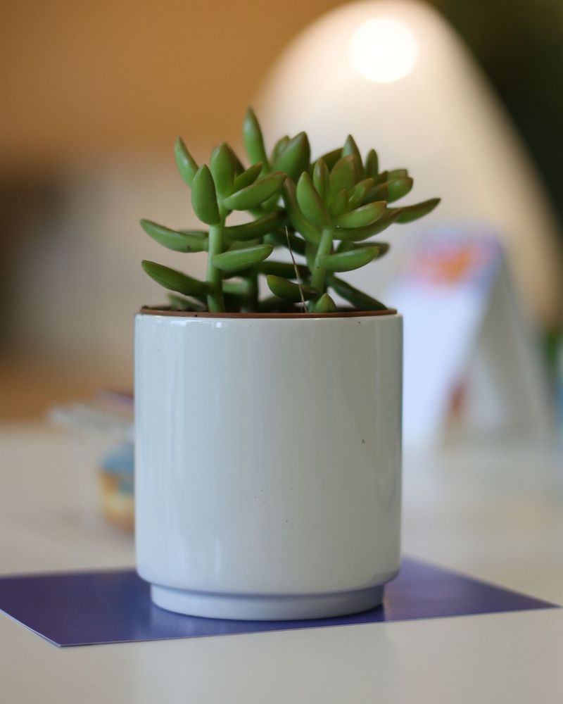 A succulent in a soft grey ceramic pot